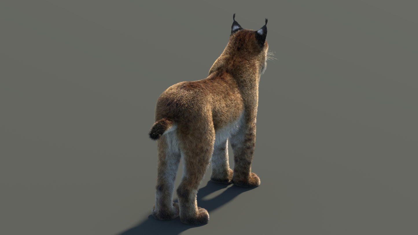 3D rendered lynx on a gray background