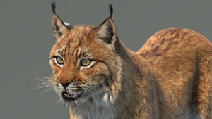 Close-up of a lynx on a gray background Thumbnail