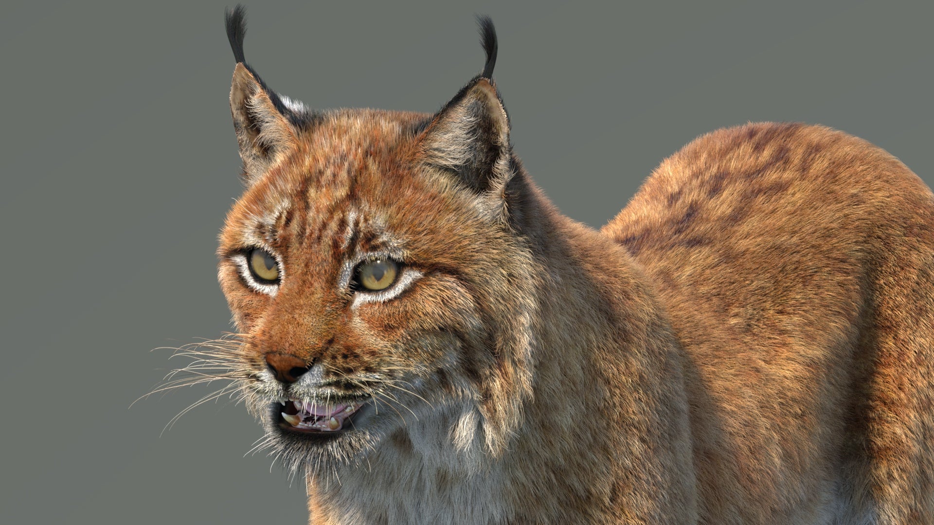 Close-up of a lynx on a gray background