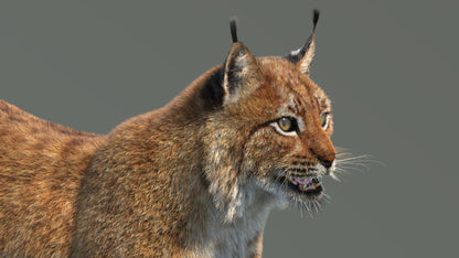 Close-up of a lynx on a gray background