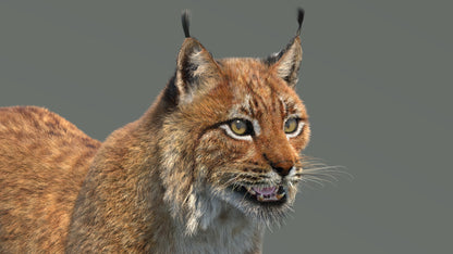 Close-up of a lynx on a gray background