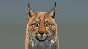 Eurasian Lynx 3D Model Fur Thumbnail