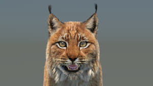 Eurasian Lynx 3D Model - Hair and Fur Thumbnail