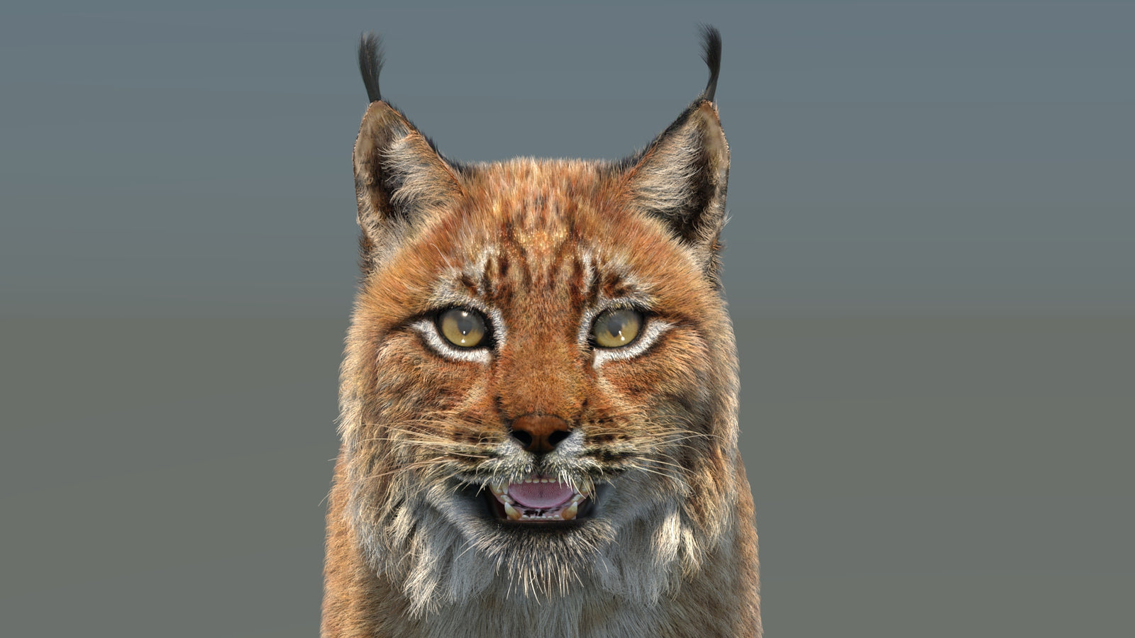 Eurasian Lynx 3D Model Fur
