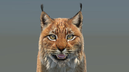 Eurasian Lynx 3D Model Fur
