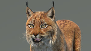 Eurasian Lynx 3D Model - Hair and Fur Thumbnail