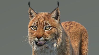 Eurasian Lynx 3D Model Fur