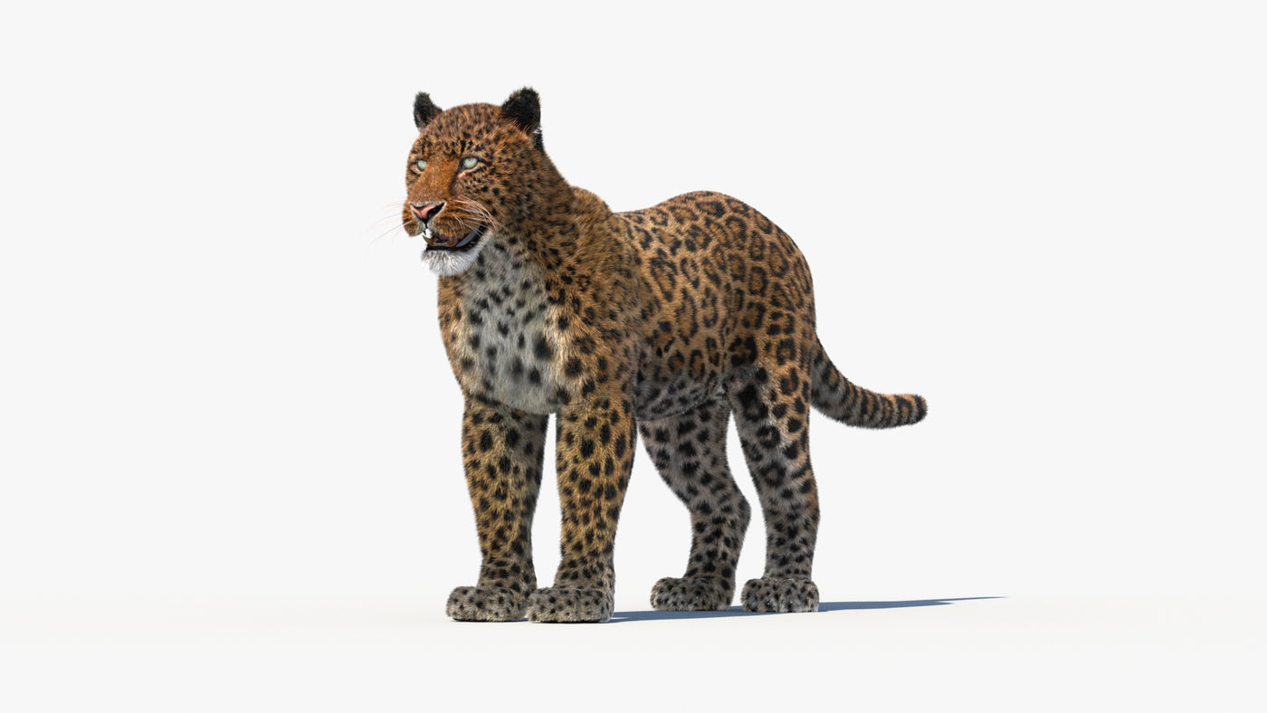 Leopard 3D Model with Fur - 360 Degree View