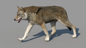 Game-Ready Red Wolf 3d Model Animated in 3ds Max Thumbnail