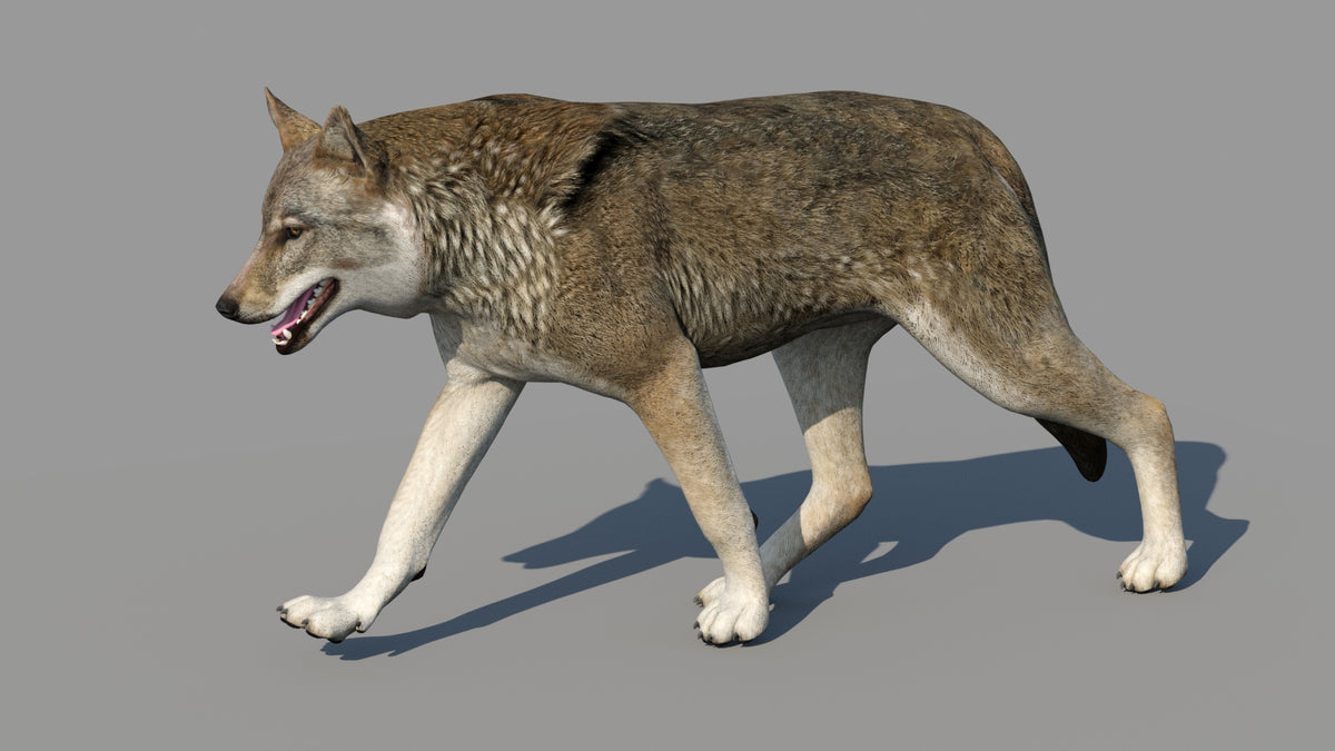 Game-Ready Red Wolf 3d Model Animated in 3ds Max