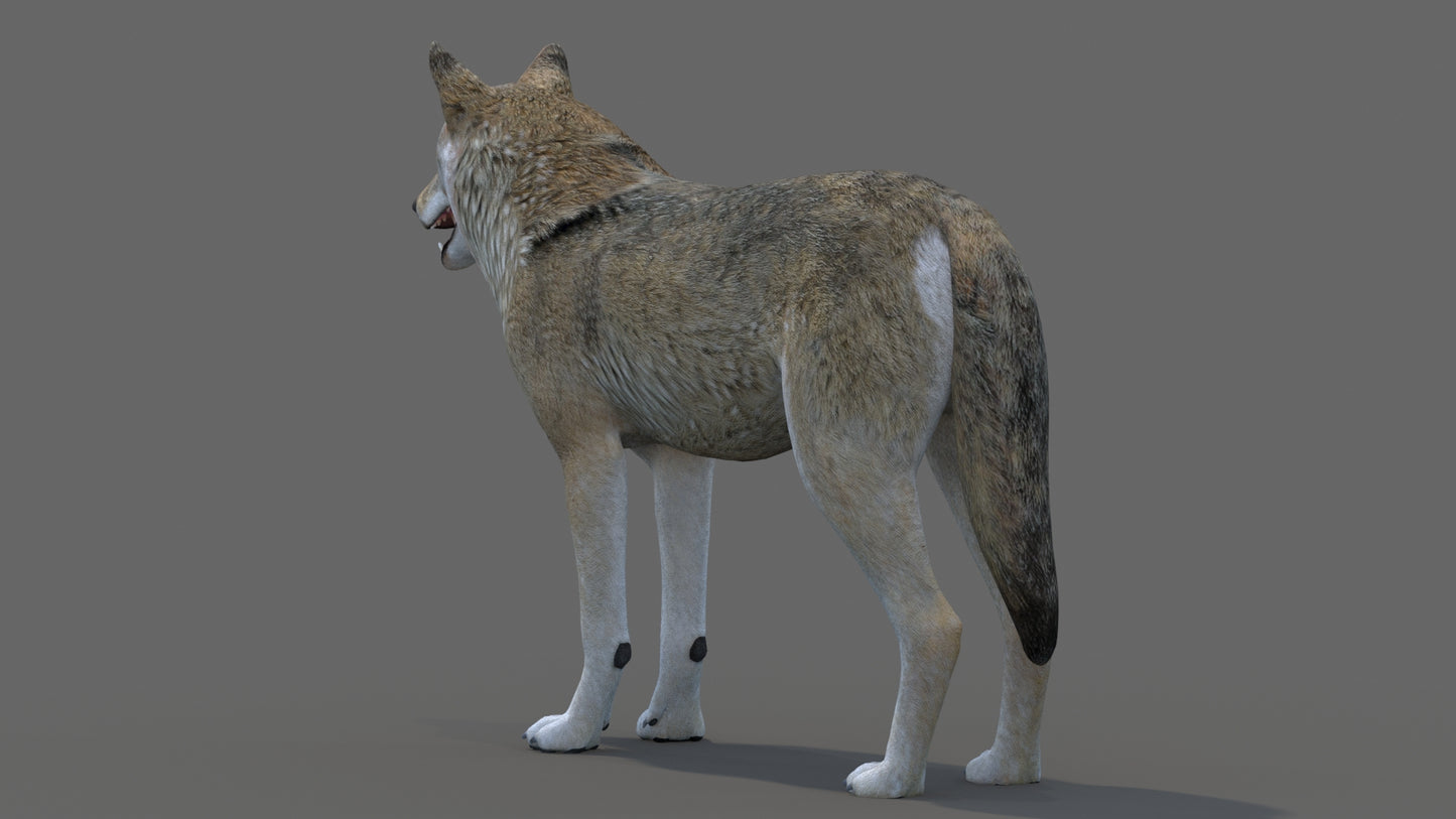 Game Ready Red Wolf 3D Model for Download