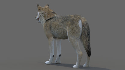 Game Ready Red Wolf 3D Model for Download