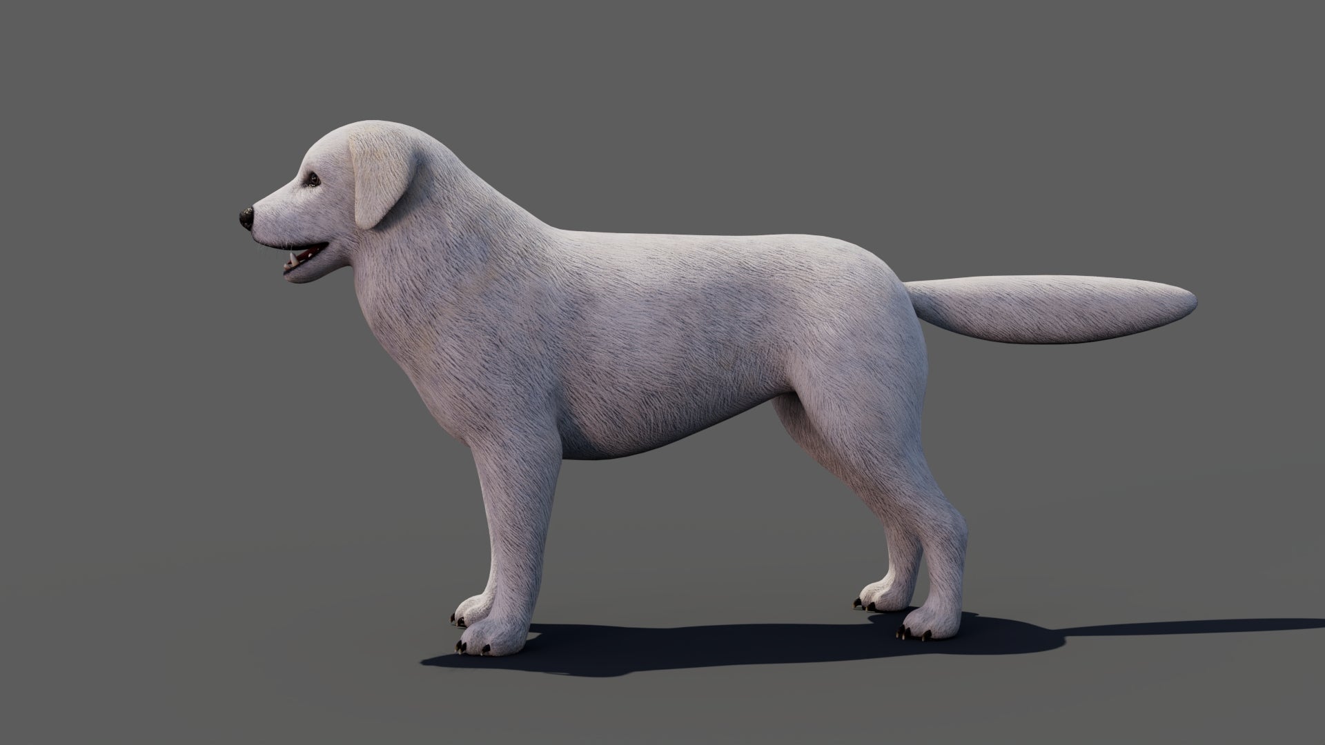 Great Pyrenees Dog 3D Model 360 View