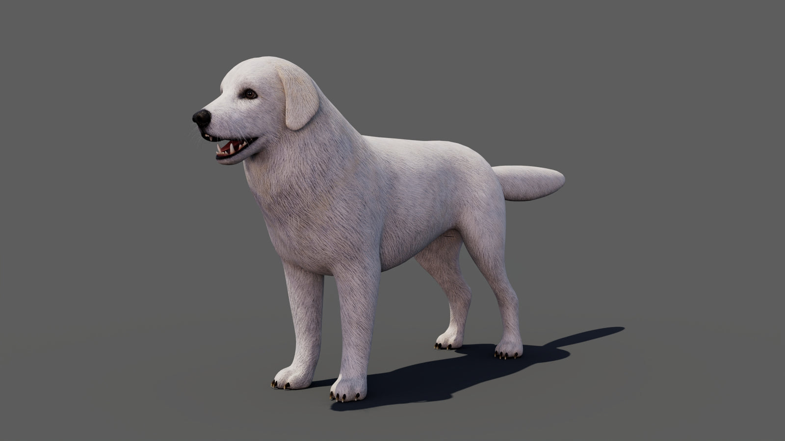 Great Pyrenees Dog 3D Model 360° view 1 frame 5