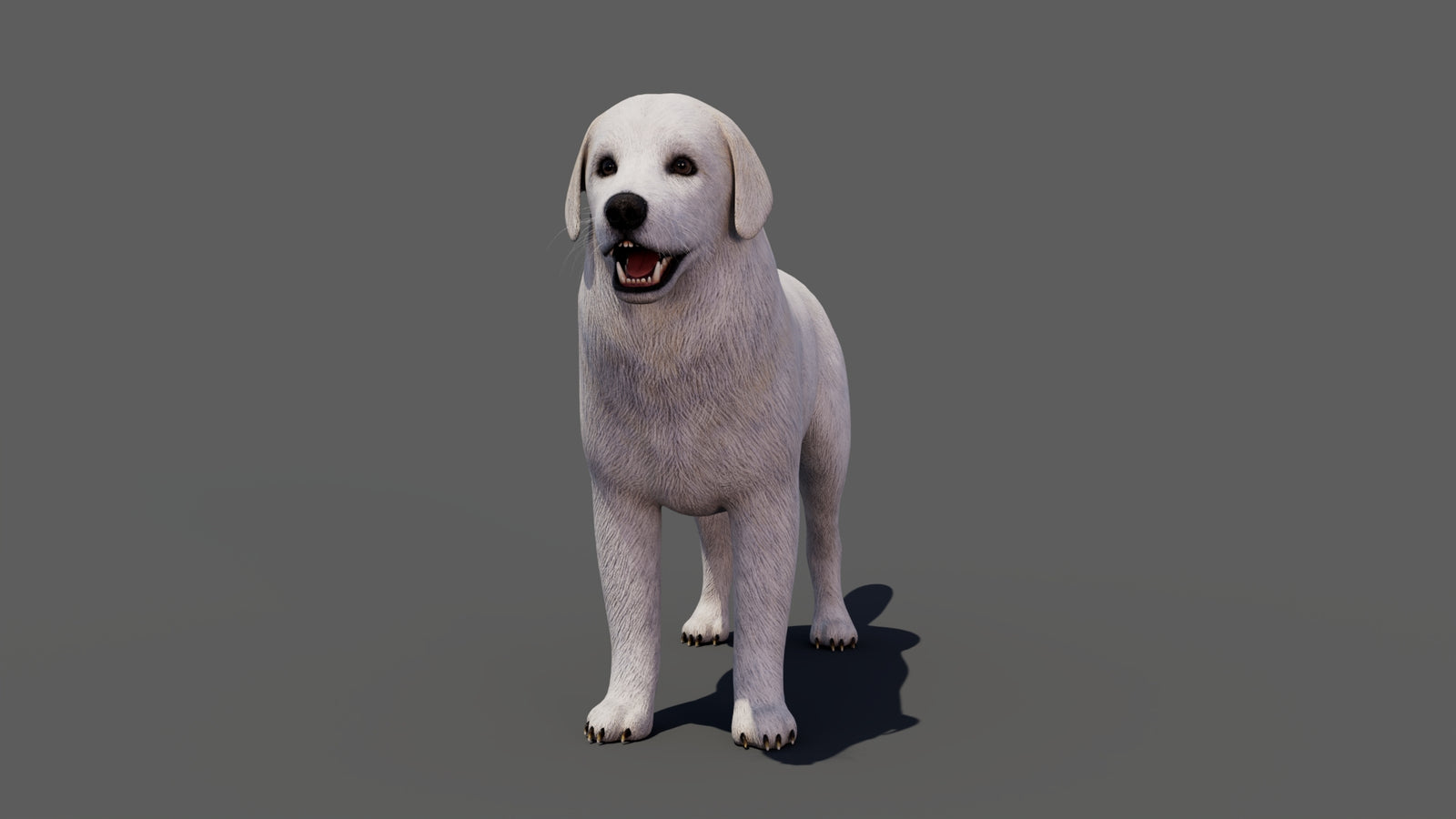 Great Pyrenees Dog 3D Model 360° view 1 frame 8