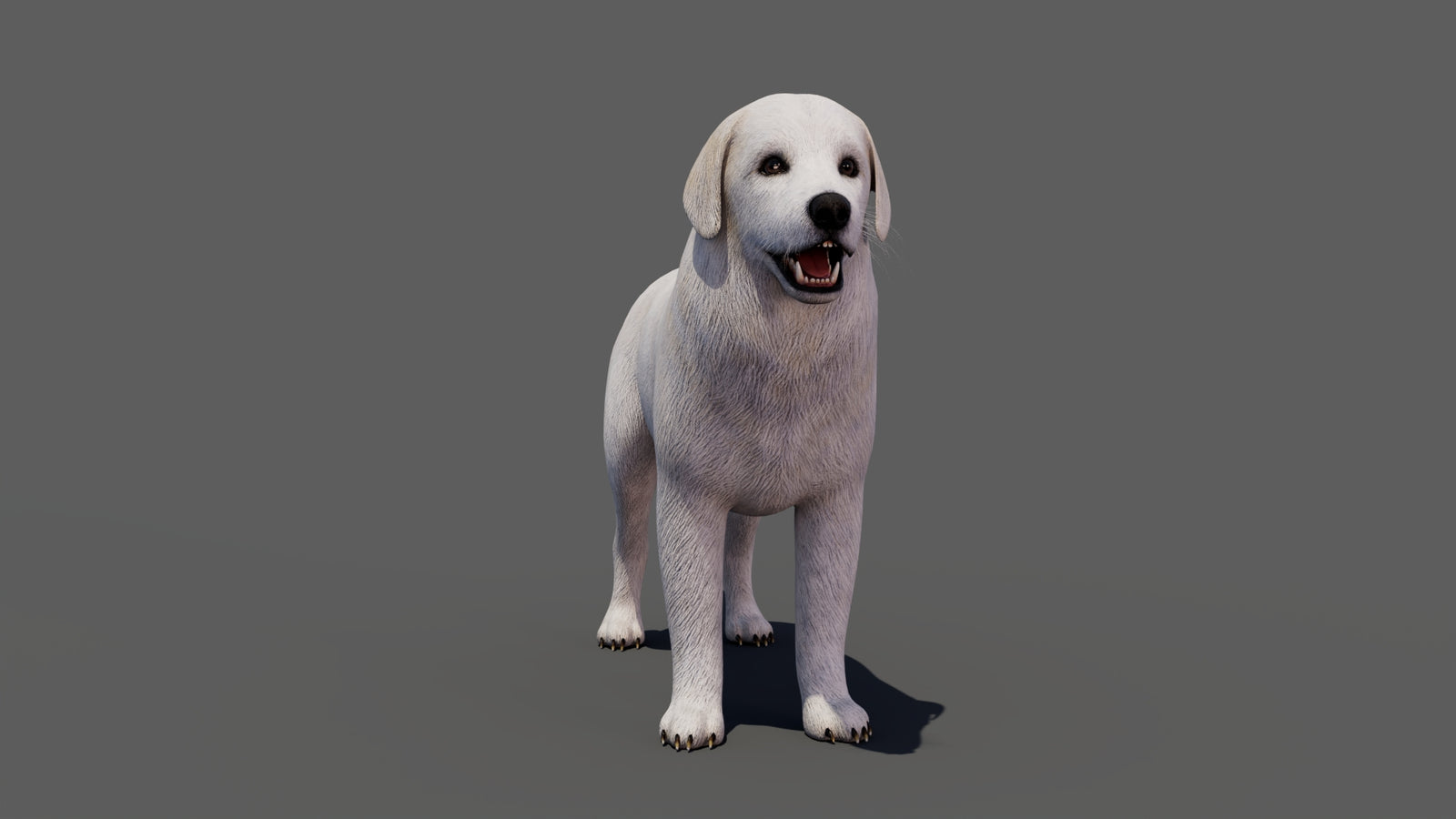 Great Pyrenees Dog 3D Model 360° view 1 frame 10