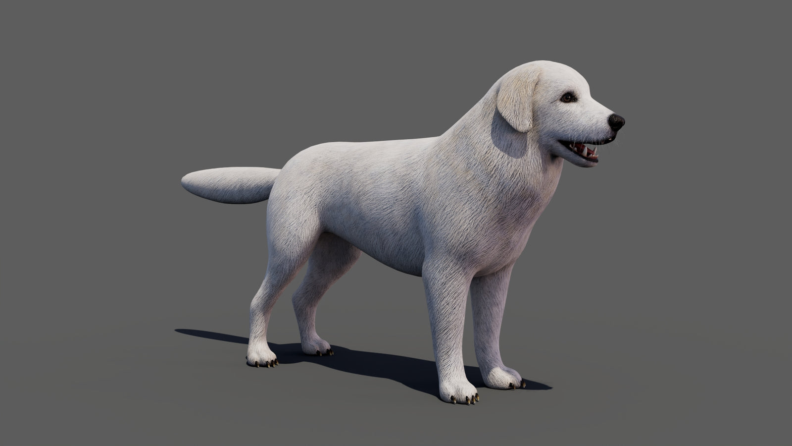 Great Pyrenees Dog 3D Model 360° view 1 frame 14