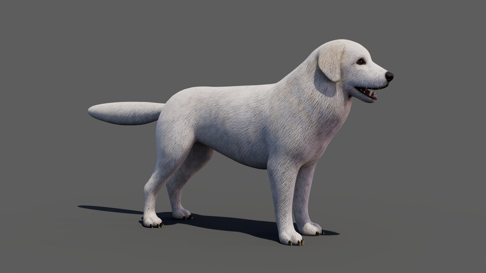 Great Pyrenees Dog 3D Model 360° view 1 frame 15