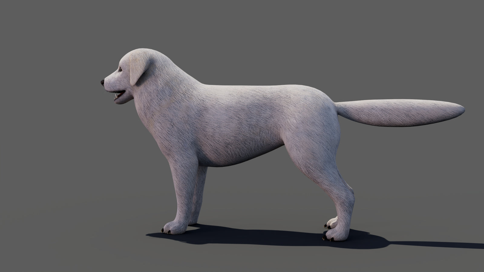 Great Pyrenees Dog 3D Model 360° view 1 frame 35