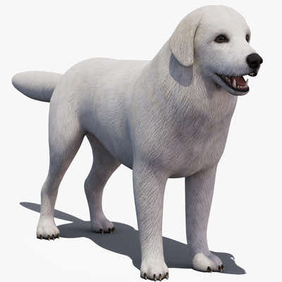 Great Pyrenees Dog 3D Model