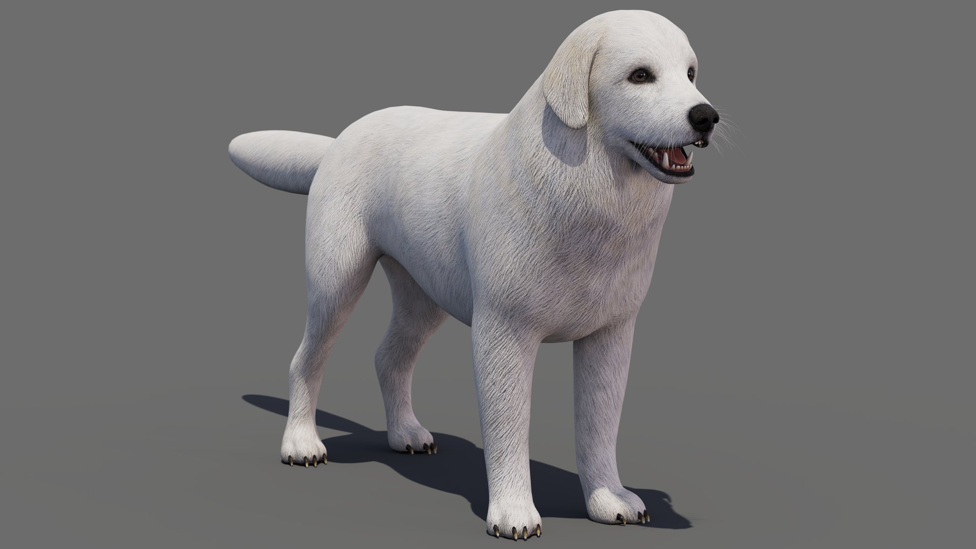 Great Pyrenees Dog 3D Model for Download