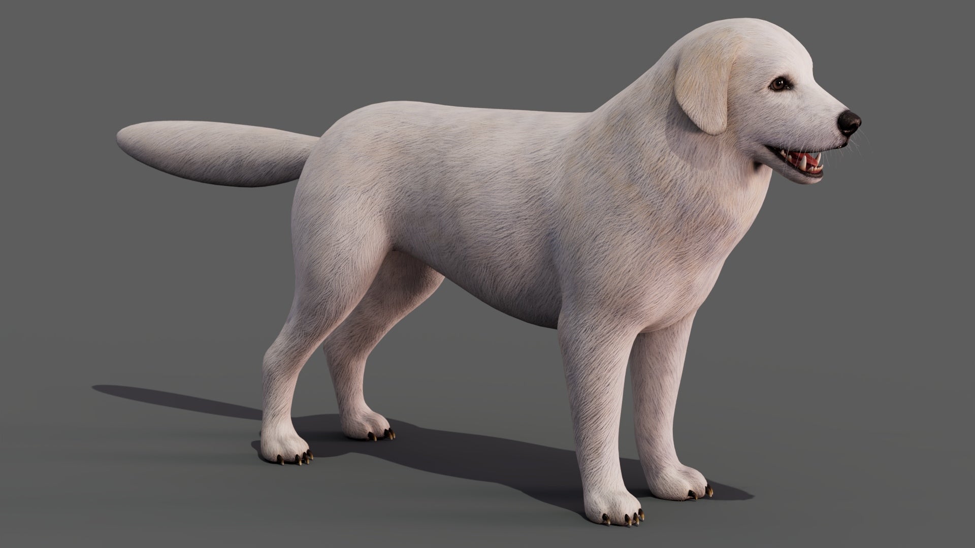 Great Pyrenees Dog 3D Model for Download