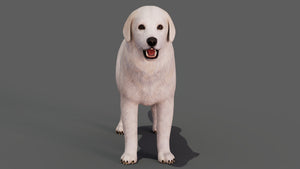 Great Pyrenees Dog 3D Model for Download