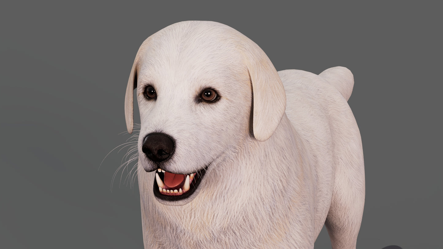 Great Pyrenees Dog 3D Model for Download