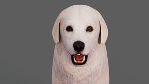 Great Pyrenees Dog 3D Model for Download