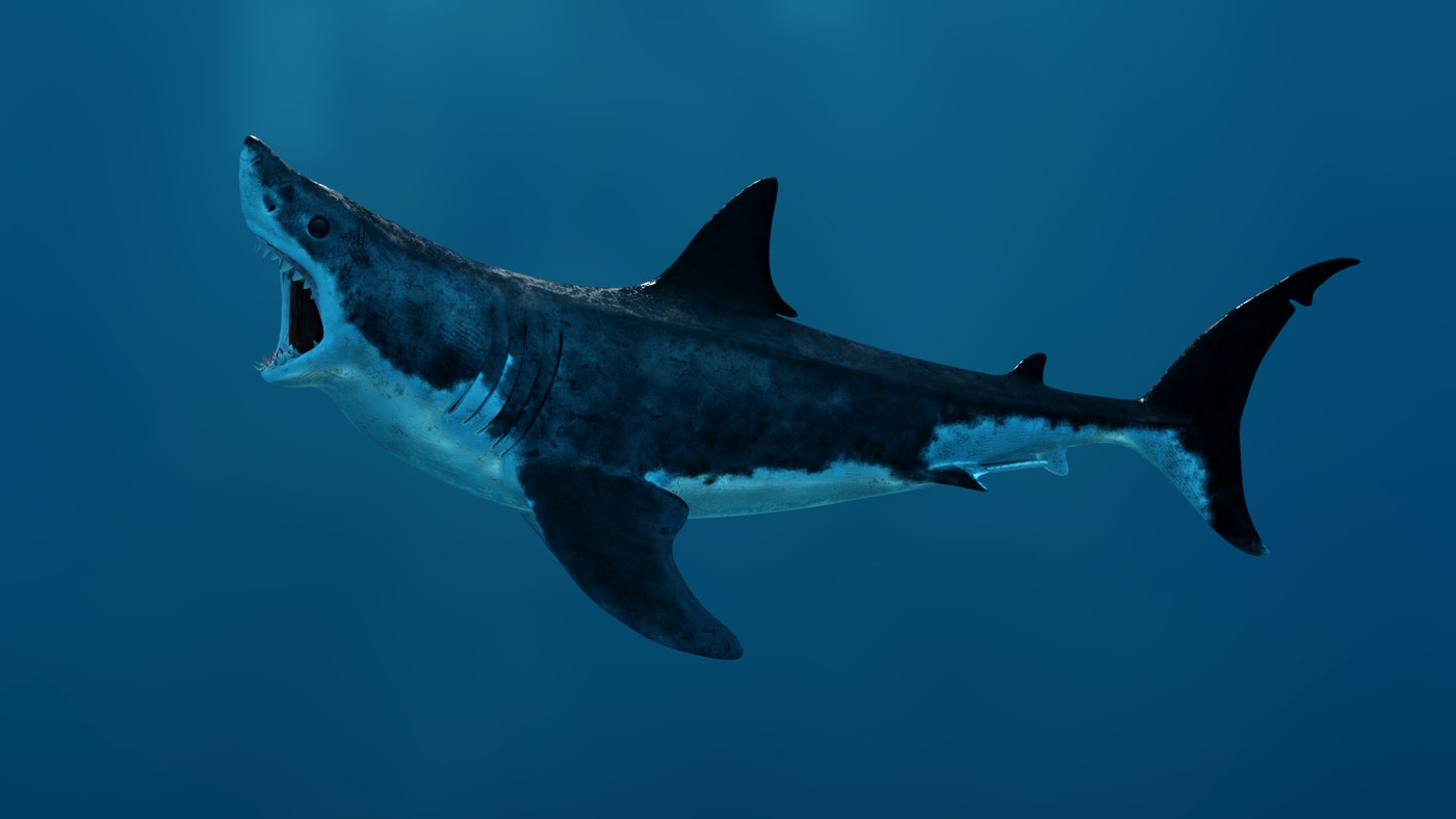 Rigged Great White Shark 3D Model - 360 Degree View