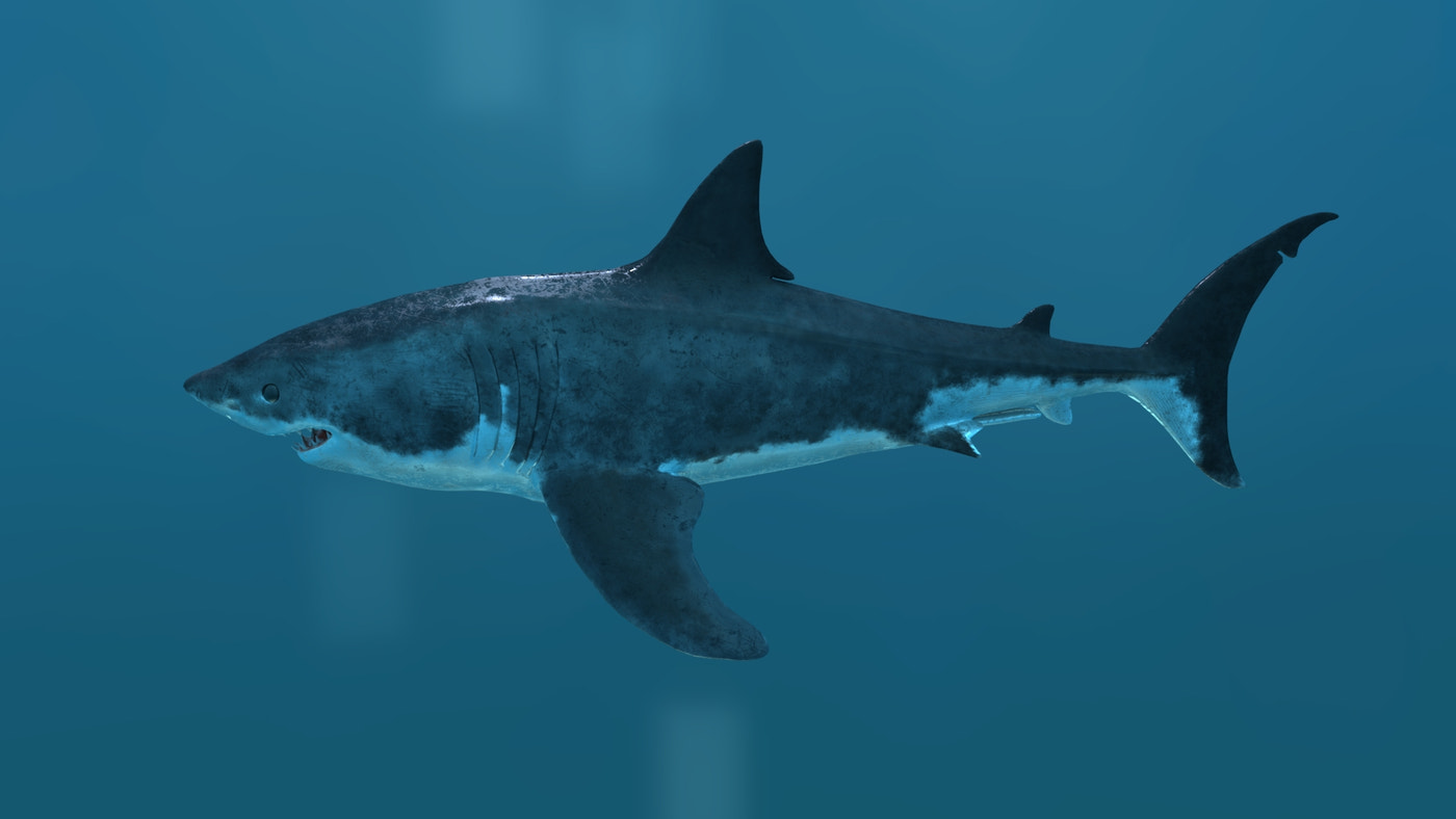 Animated Great White Shark 3D Model - 360 Degree View