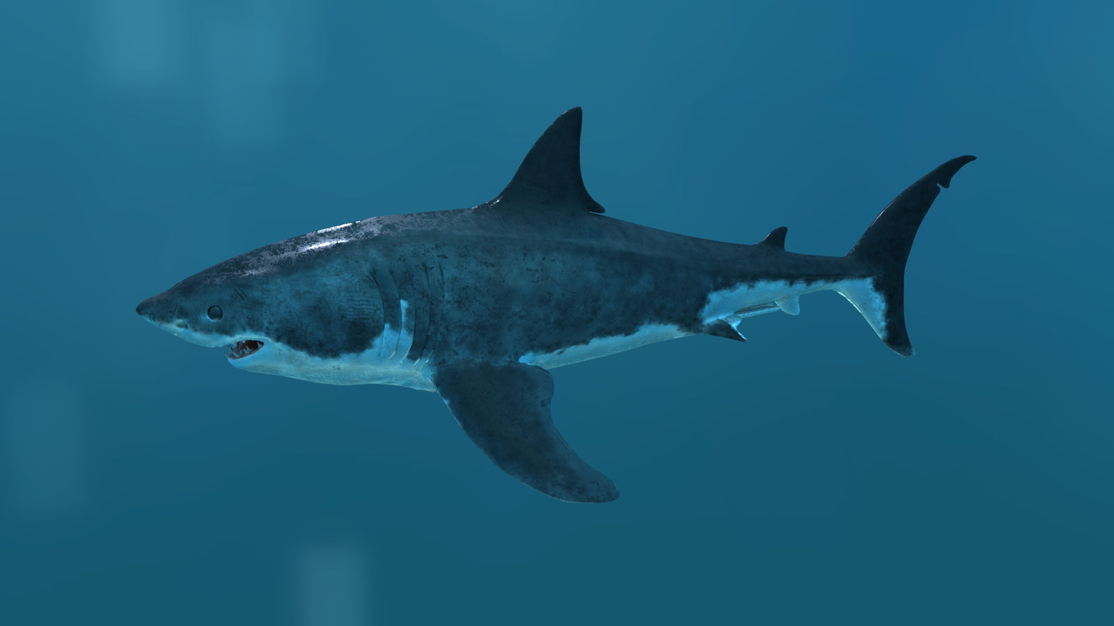 Great White Shark 3D Model 360° view 2 frame 2