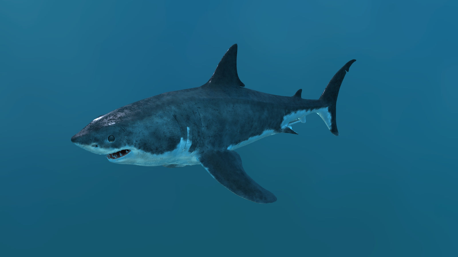 Great White Shark 3D Model 360° view 2 frame 4