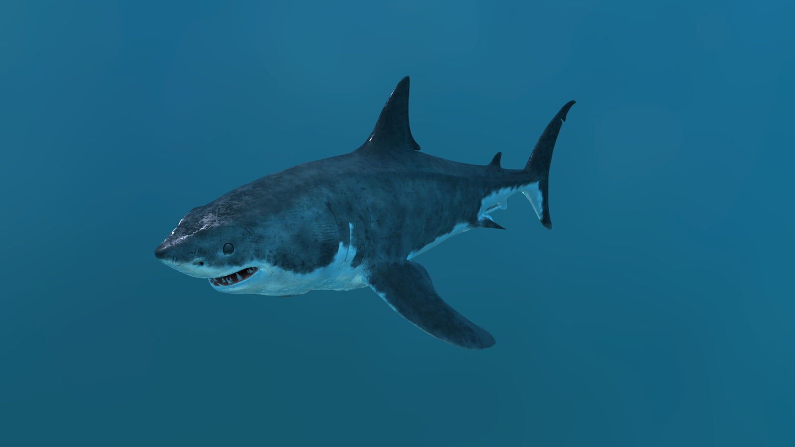 Animated Great White Shark 3D Model 360° view 2 frame 5
