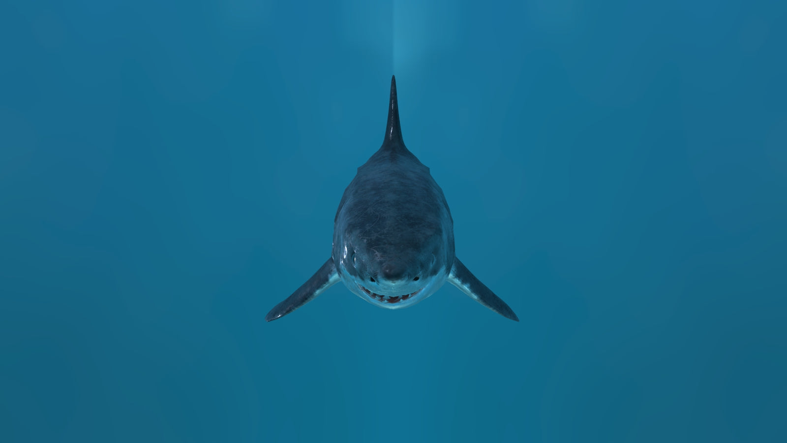 Animated Great White Shark 3D Model 360° view 2 frame 9