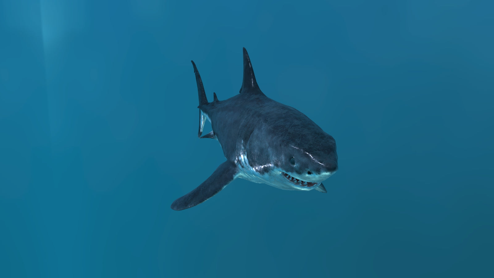 Animated Great White Shark 3D Model 360° view 2 frame 11