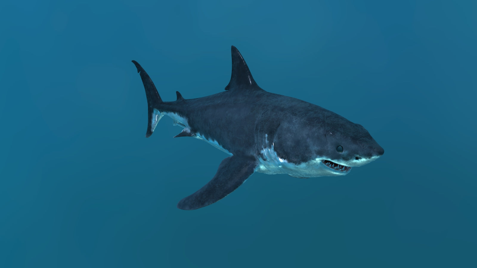 Animated Great White Shark 3D Model 360° view 2 frame 13