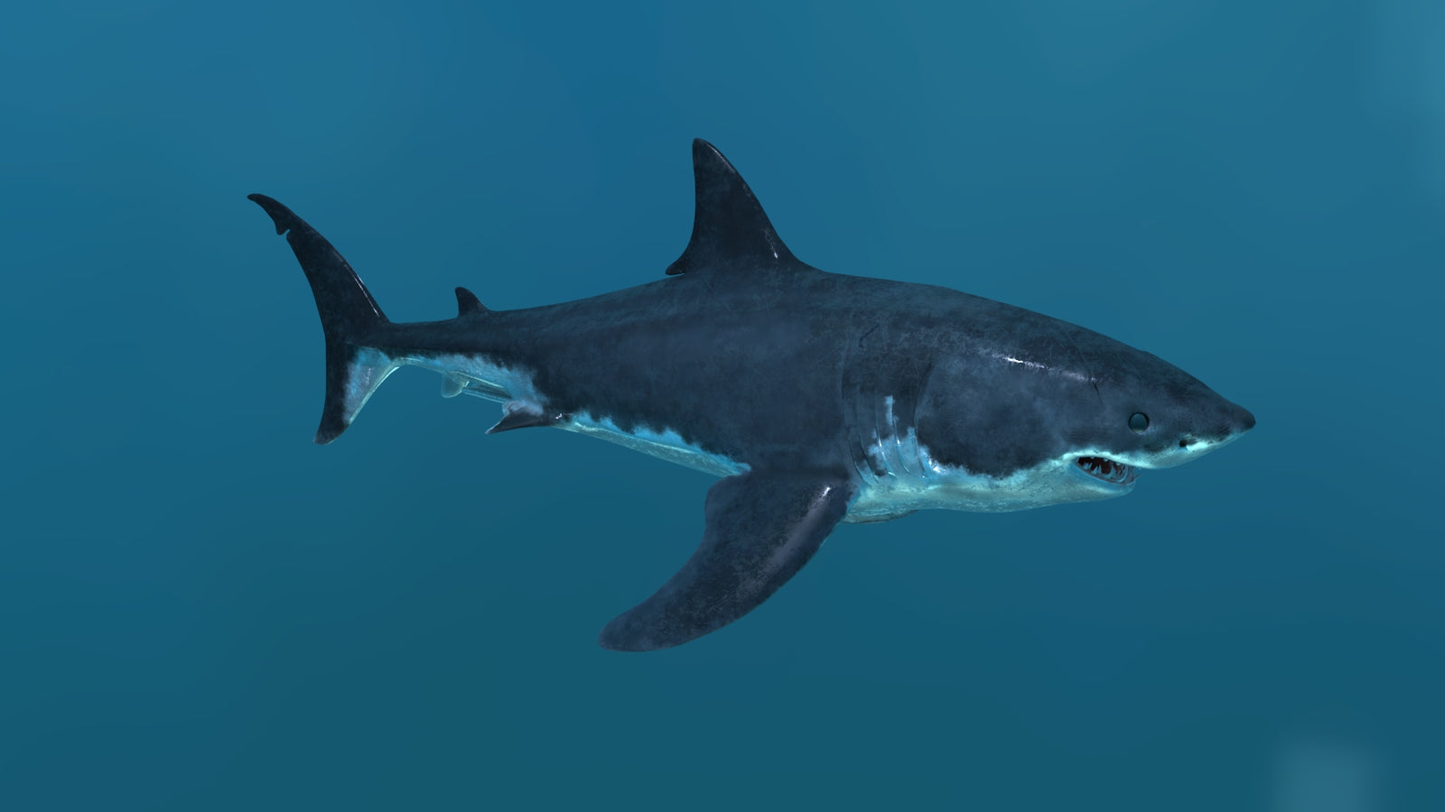 Great White Shark 3D Model 360° view 2 frame 15