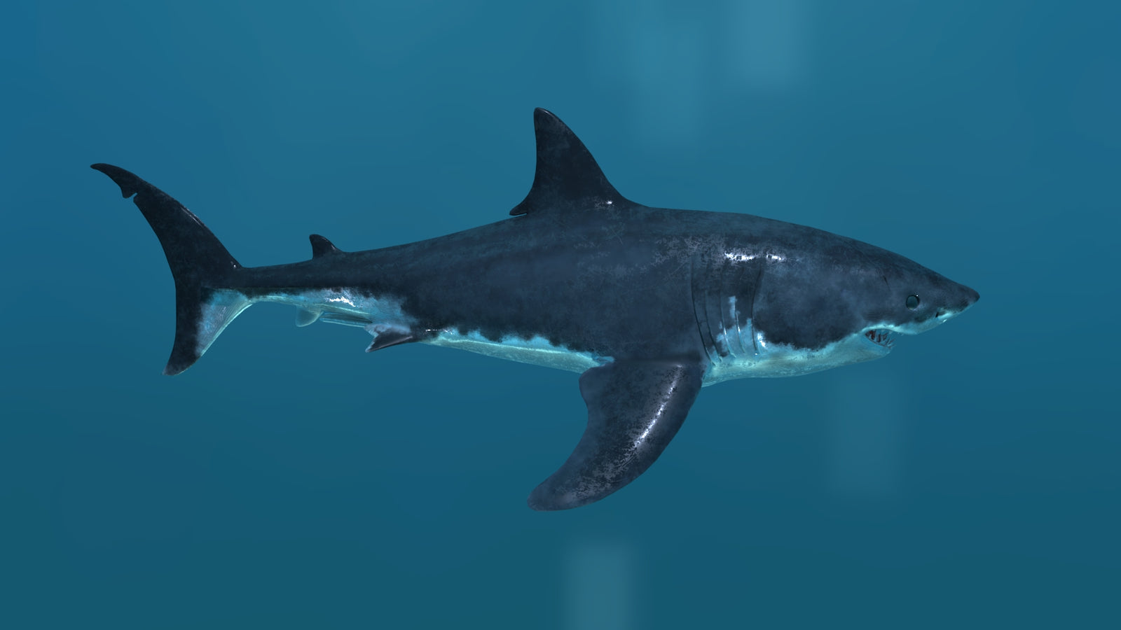 Great White Shark 3D Model 360° view 2 frame 17
