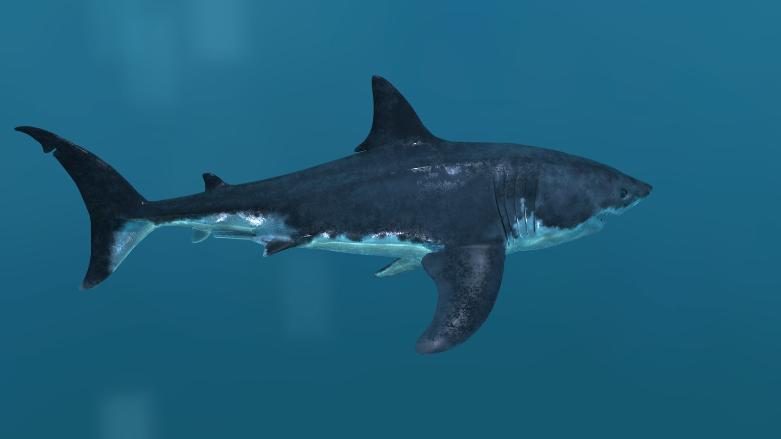 Animated Great White Shark 3D Model 360° view 2 frame 19