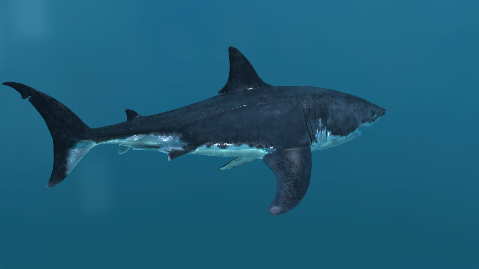 Animated Great White Shark 3D Model 360° view 2 frame 20