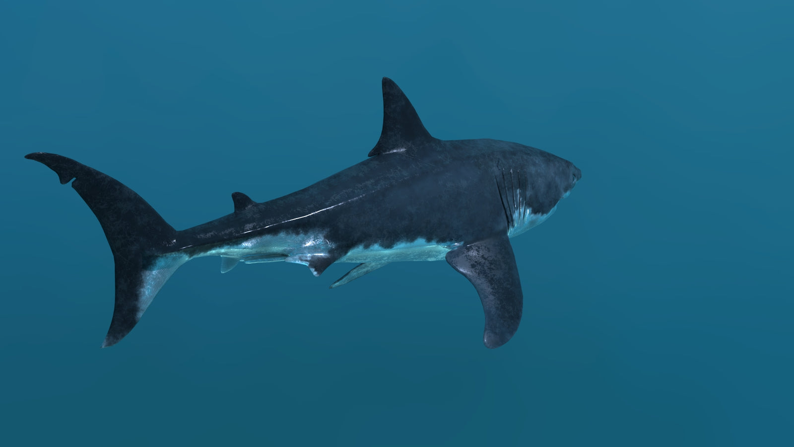 Great White Shark 3D Model 360° view 2 frame 22