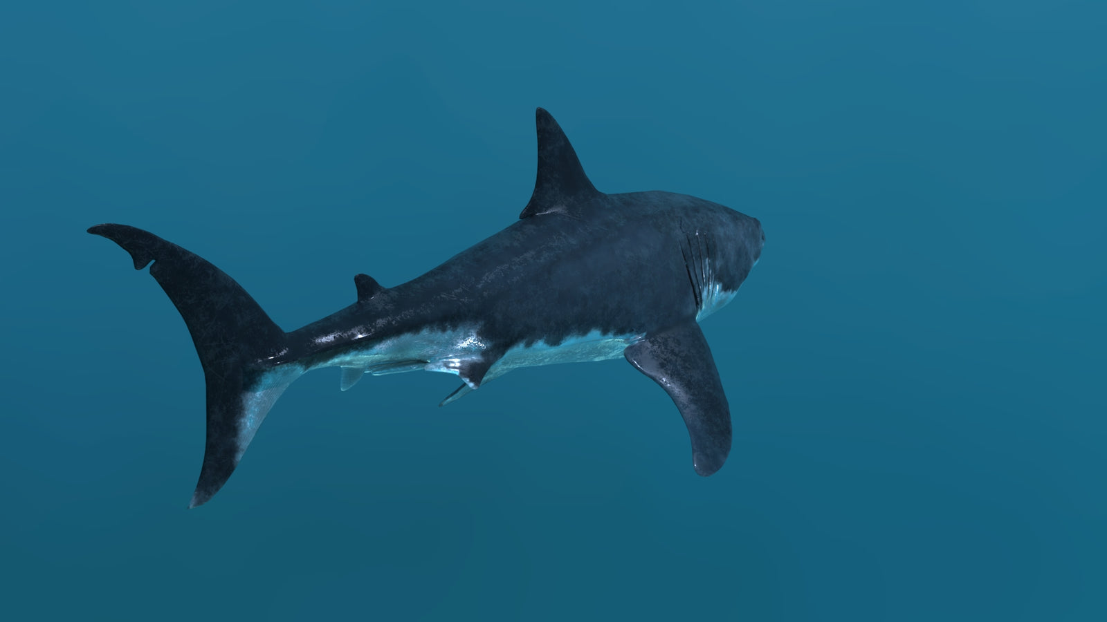 Animated Great White Shark 3D Model 360° view 2 frame 23