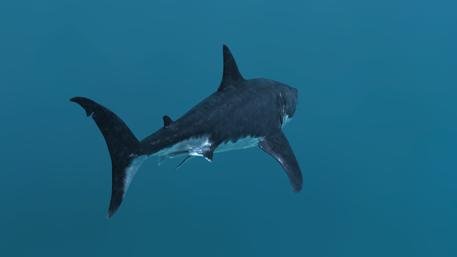 Animated Great White Shark 3D Model 360° view 2 frame 24