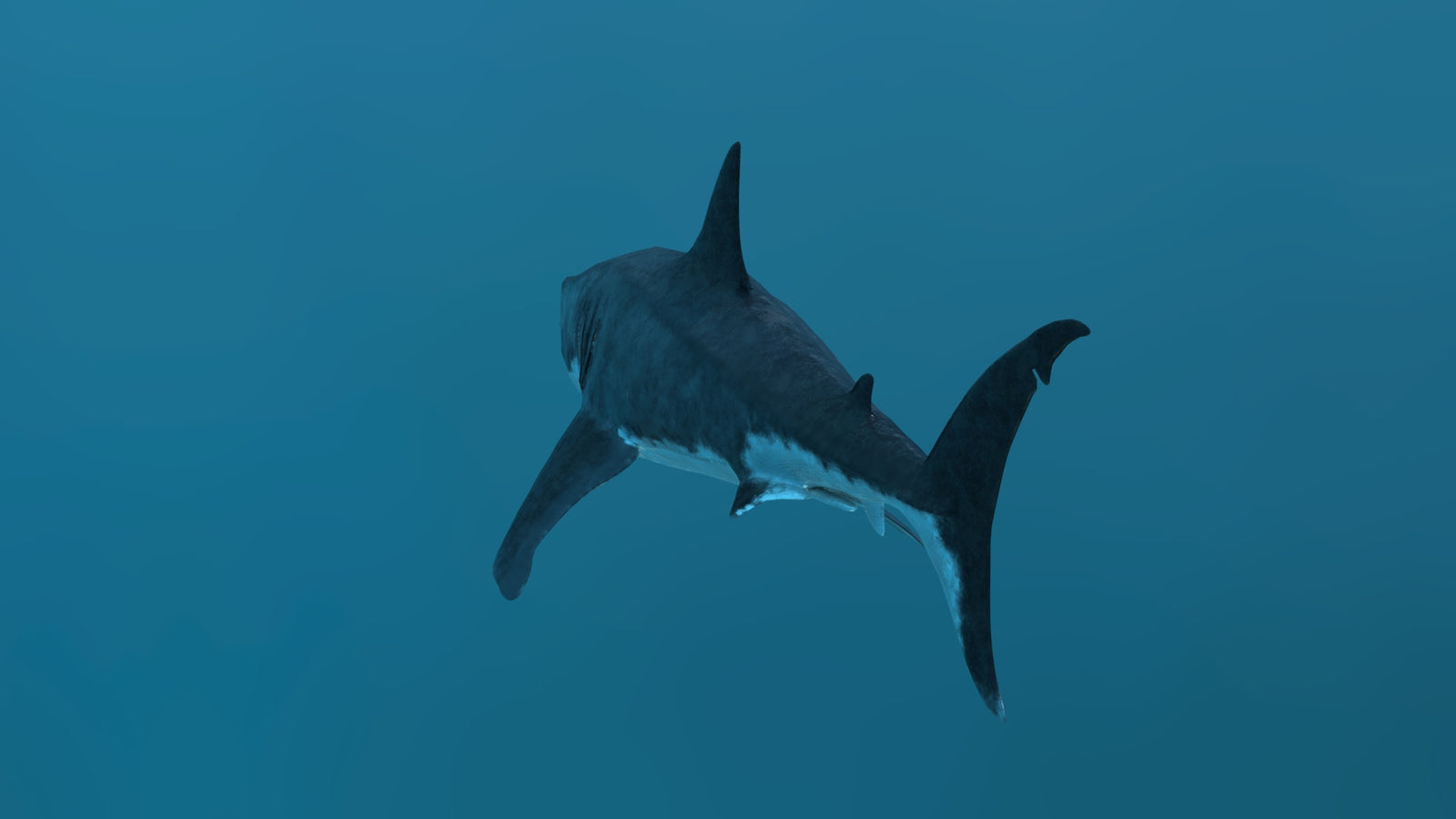 Great White Shark 3D Model 360° view 2 frame 29