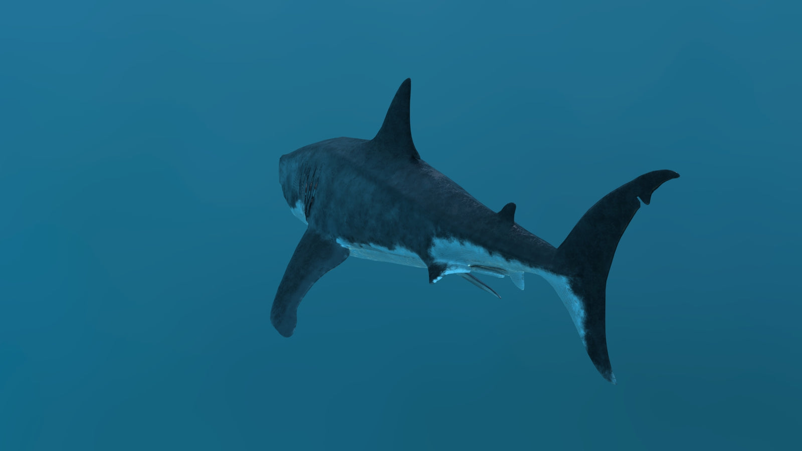 Great White Shark 3D Model 360° view 2 frame 30