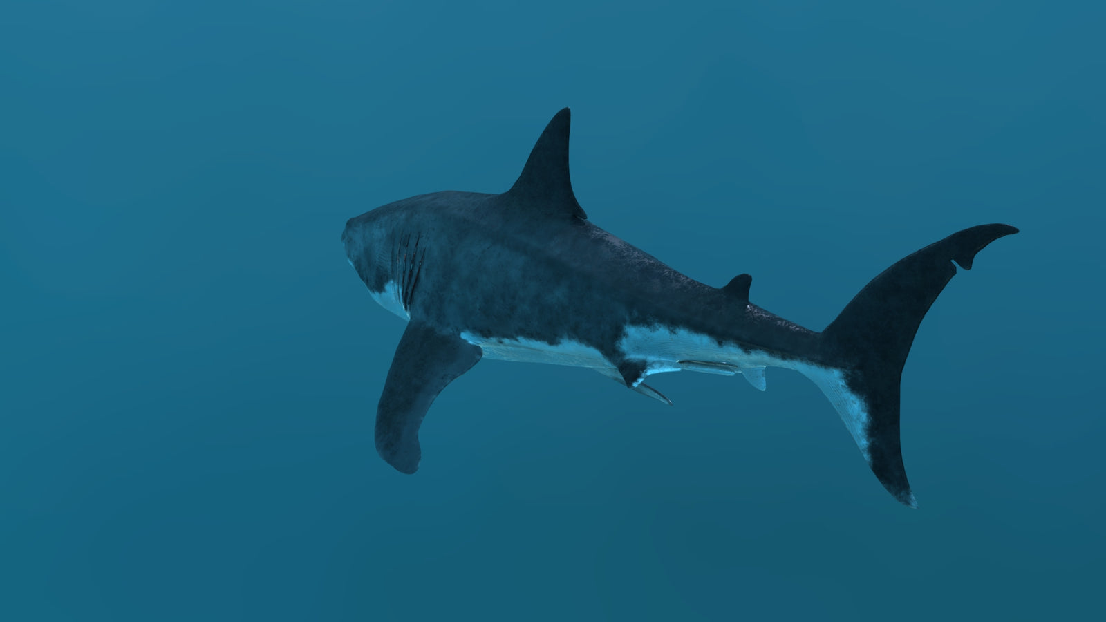 Great White Shark 3D Model 360° view 2 frame 31