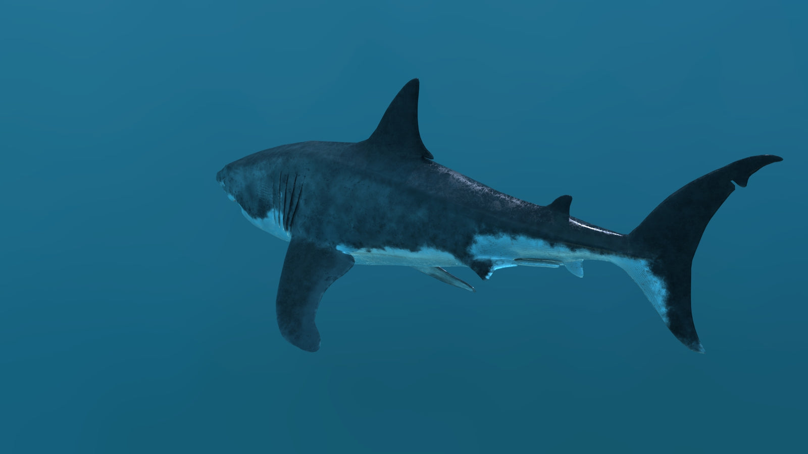 Great White Shark 3D Model 360° view 2 frame 32