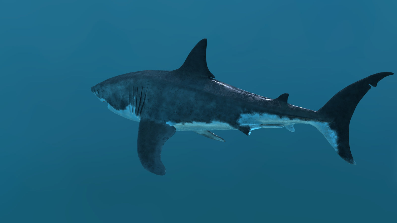 Animated Great White Shark 3D Model 360° view 2 frame 33