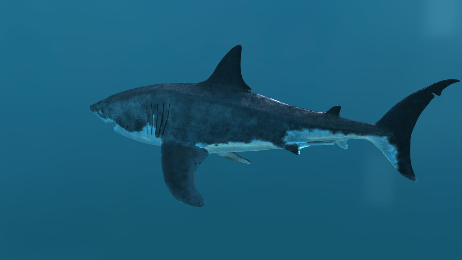 Animated Great White Shark 3D Model 360° view 2 frame 34